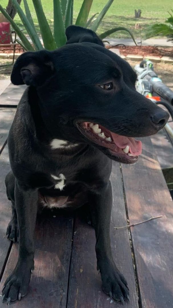 Enlarge Presley, a Adopted mixed breed in Seattle, WA image 6/12