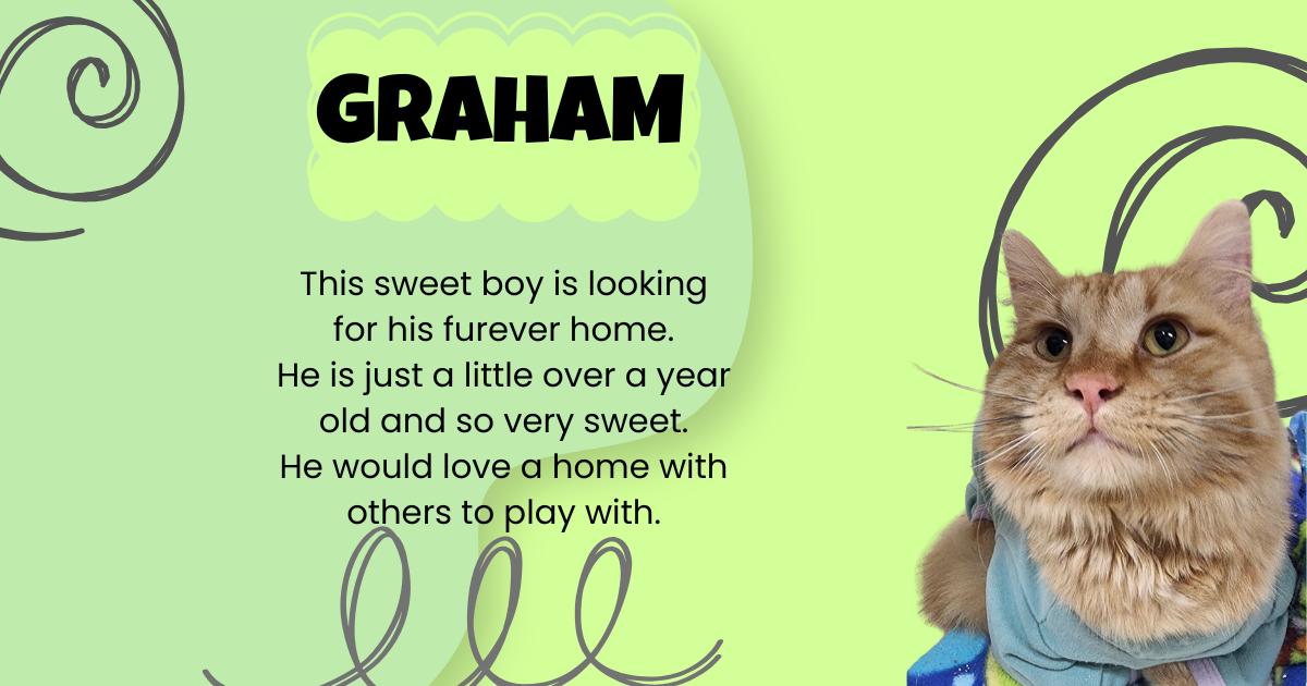 Enlarge Graham, a ADOPTABLE Domestic Long Hair in Tama, IA image 1/1