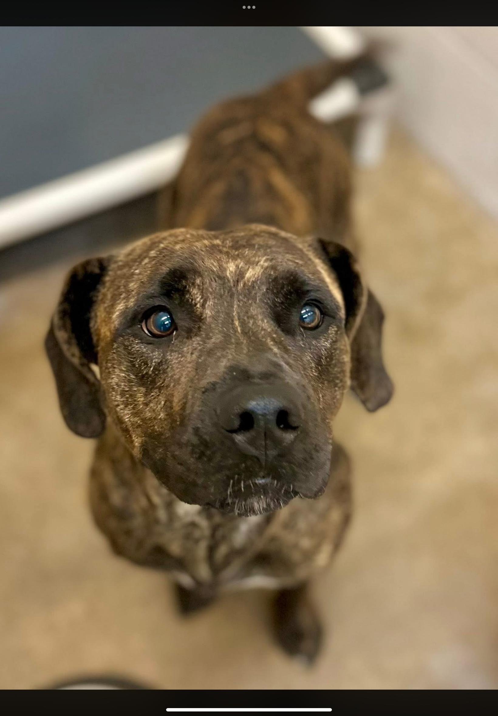 Katie, ADOPTABLE, Adult Female Presa Canario.