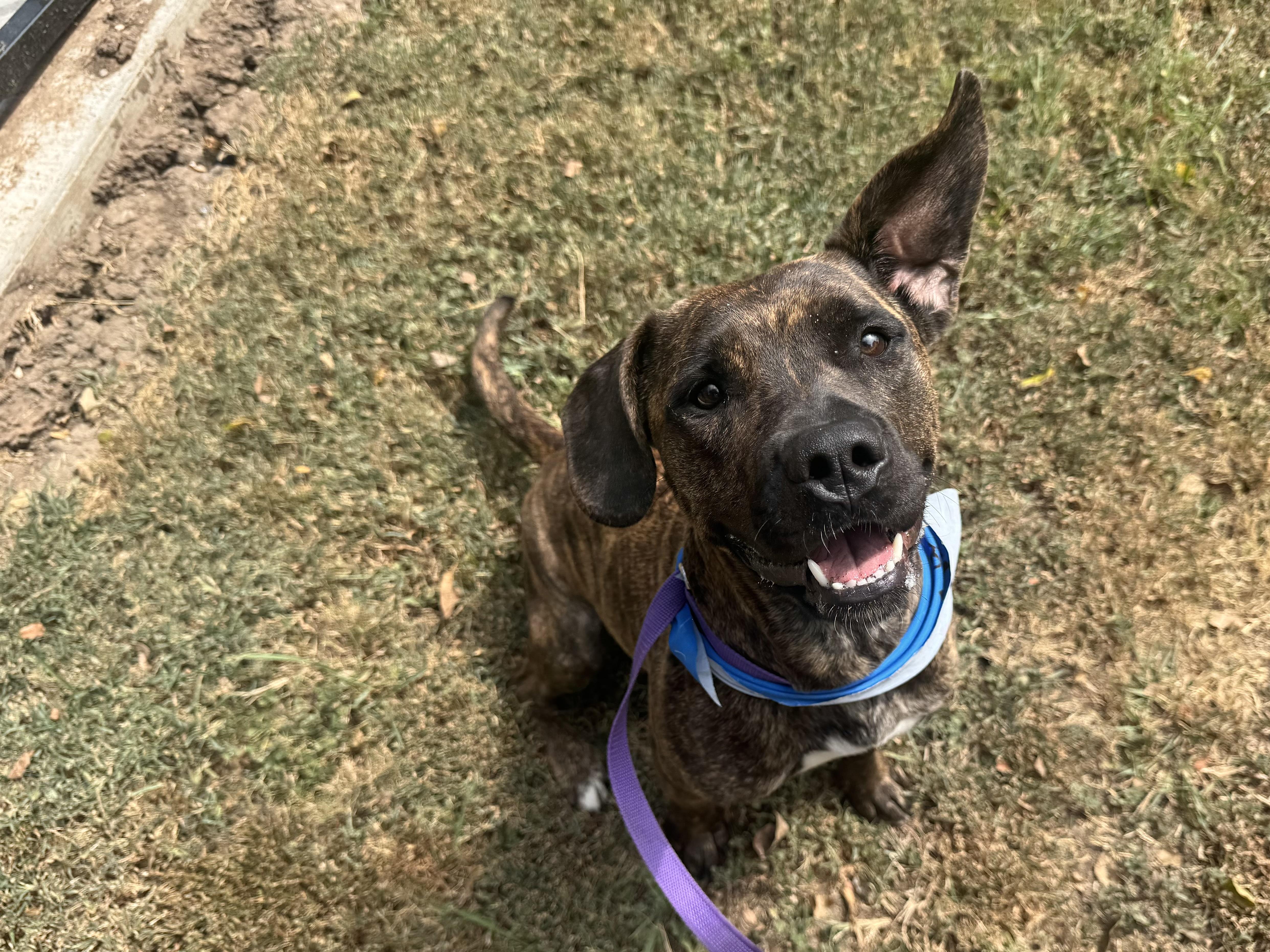 Enlarge Katie, an adoptable mixed breed in Sherman, TX image 3/6