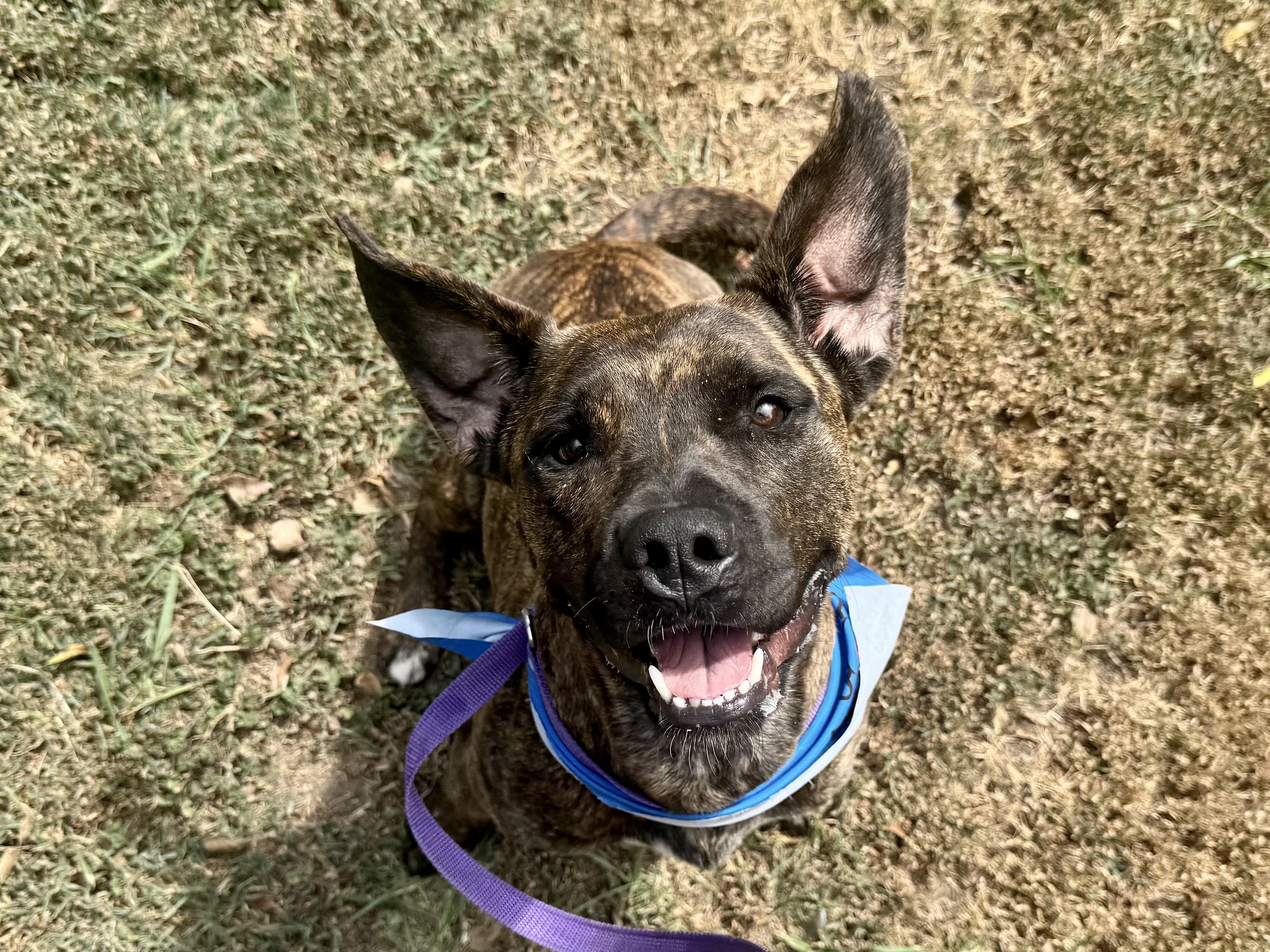 Enlarge Katie, an adoptable mixed breed in Sherman, TX image 5/6