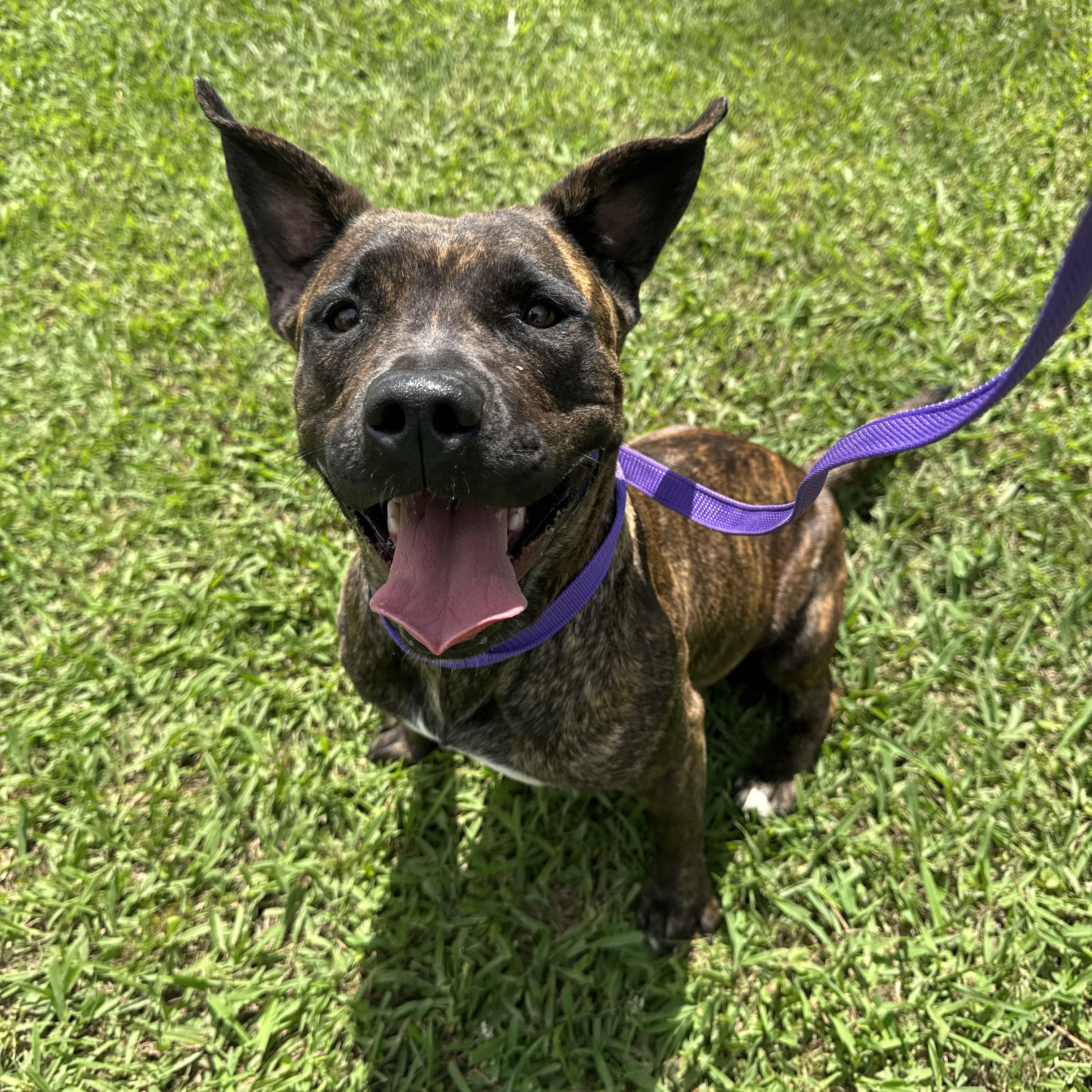 Enlarge Katie, a ADOPTABLE mixed breed in Sherman, TX image 5/5