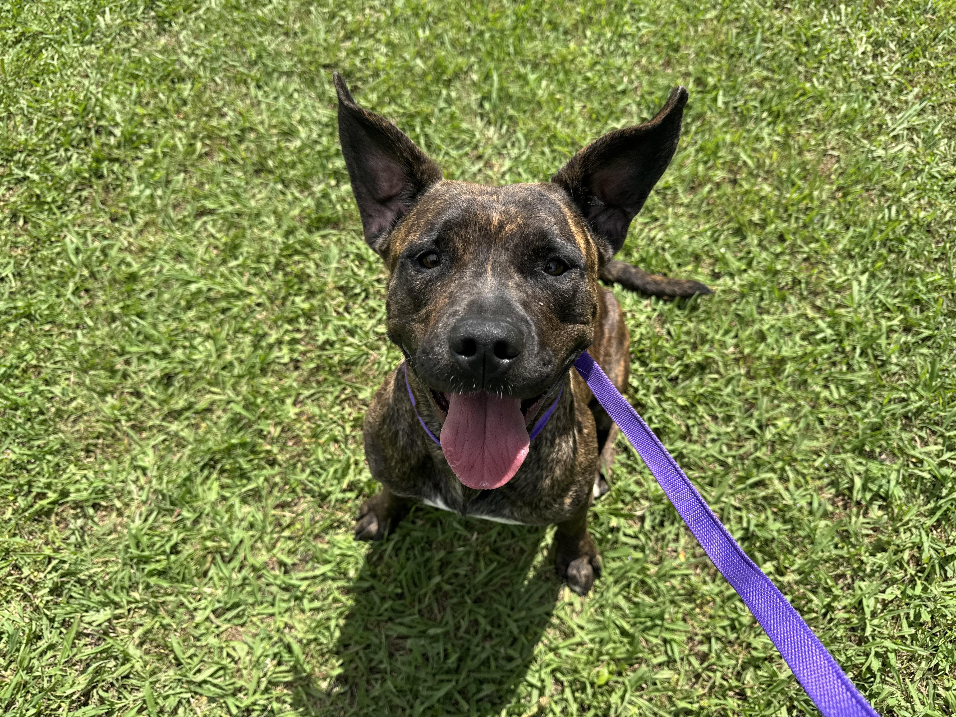 Enlarge Katie, a ADOPTABLE mixed breed in Sherman, TX image 4/5