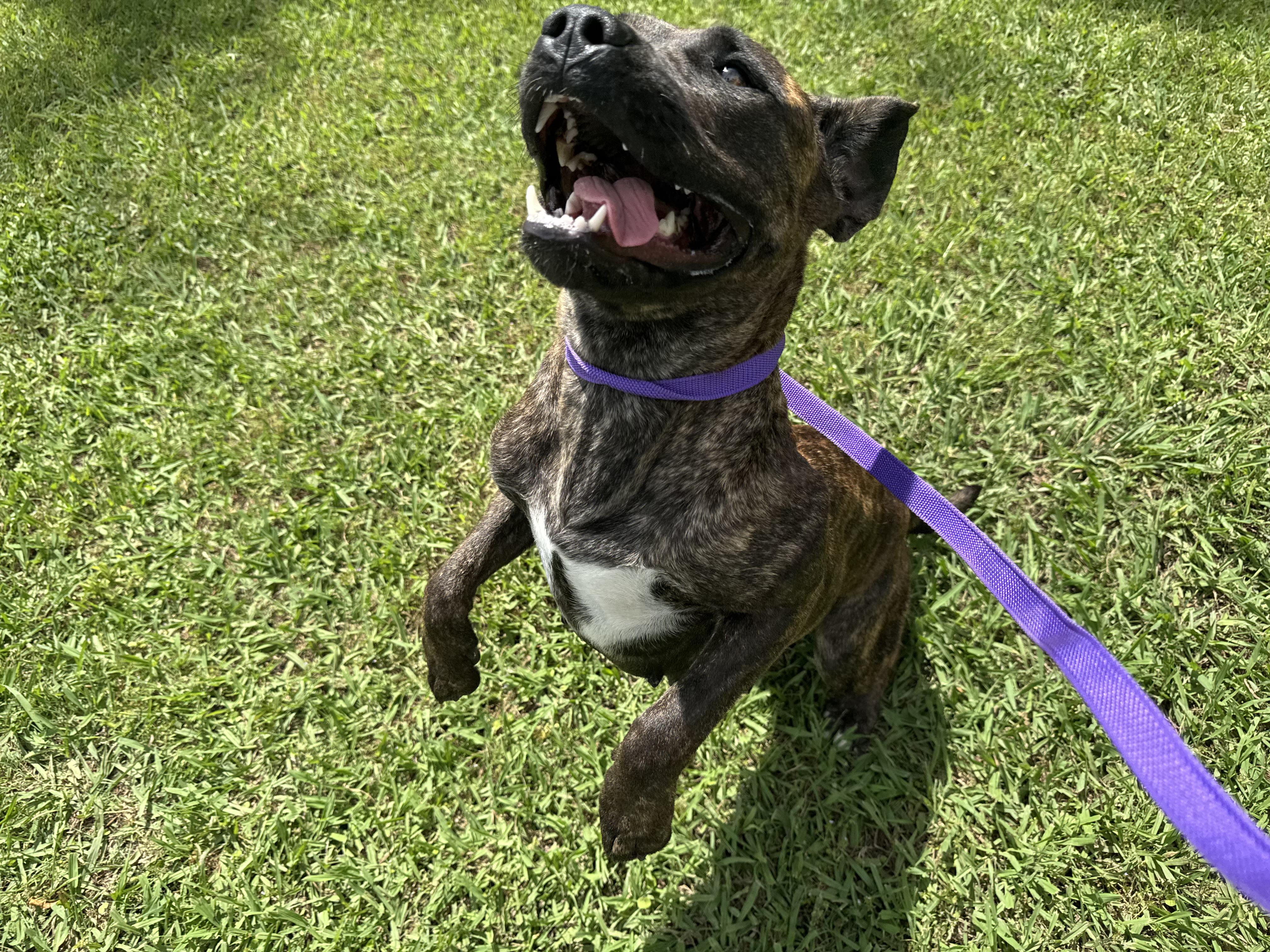Enlarge Katie, a ADOPTABLE mixed breed in Sherman, TX image 3/5