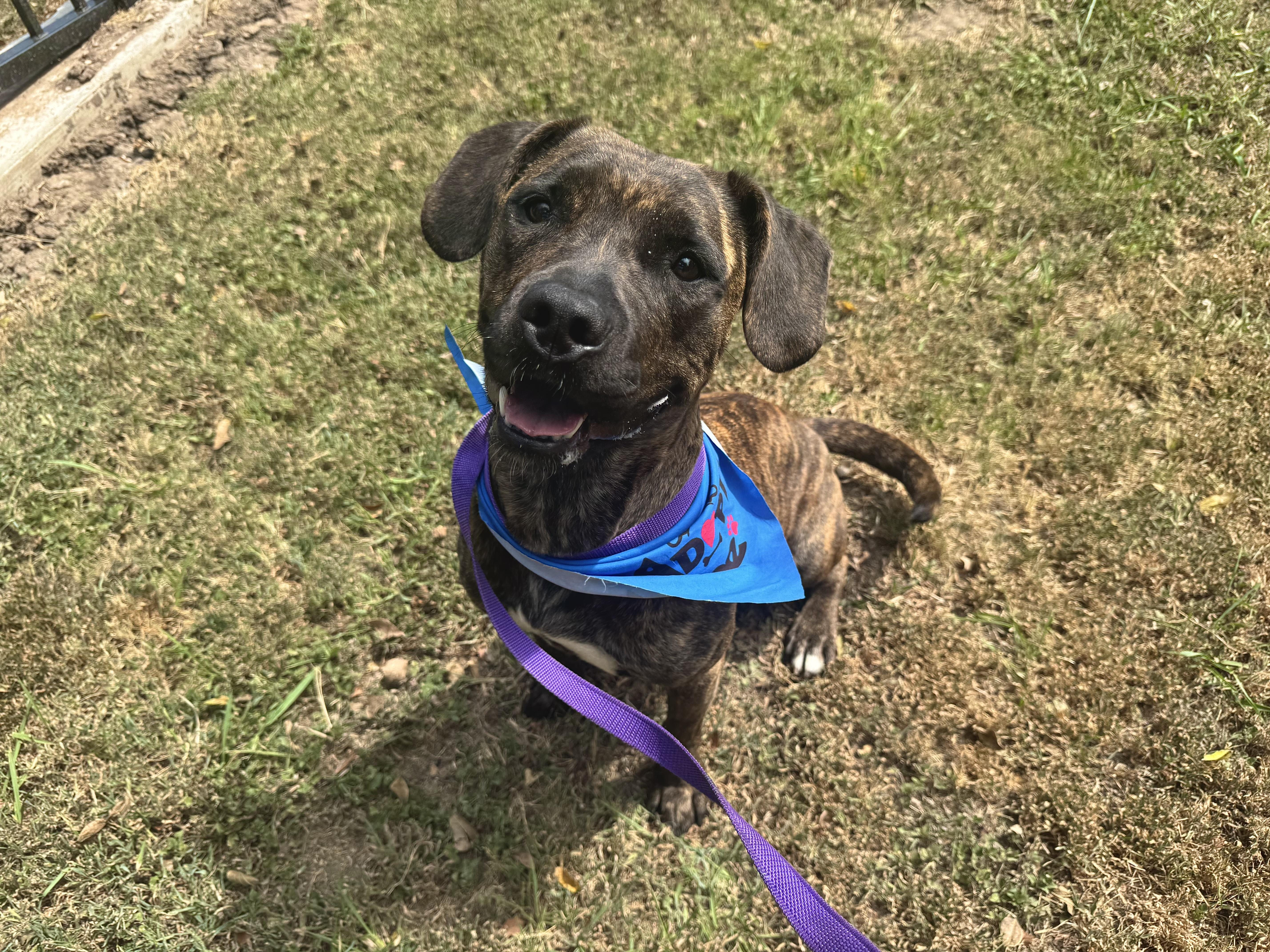 Enlarge Katie, an adoptable mixed breed in Sherman, TX image 2/6