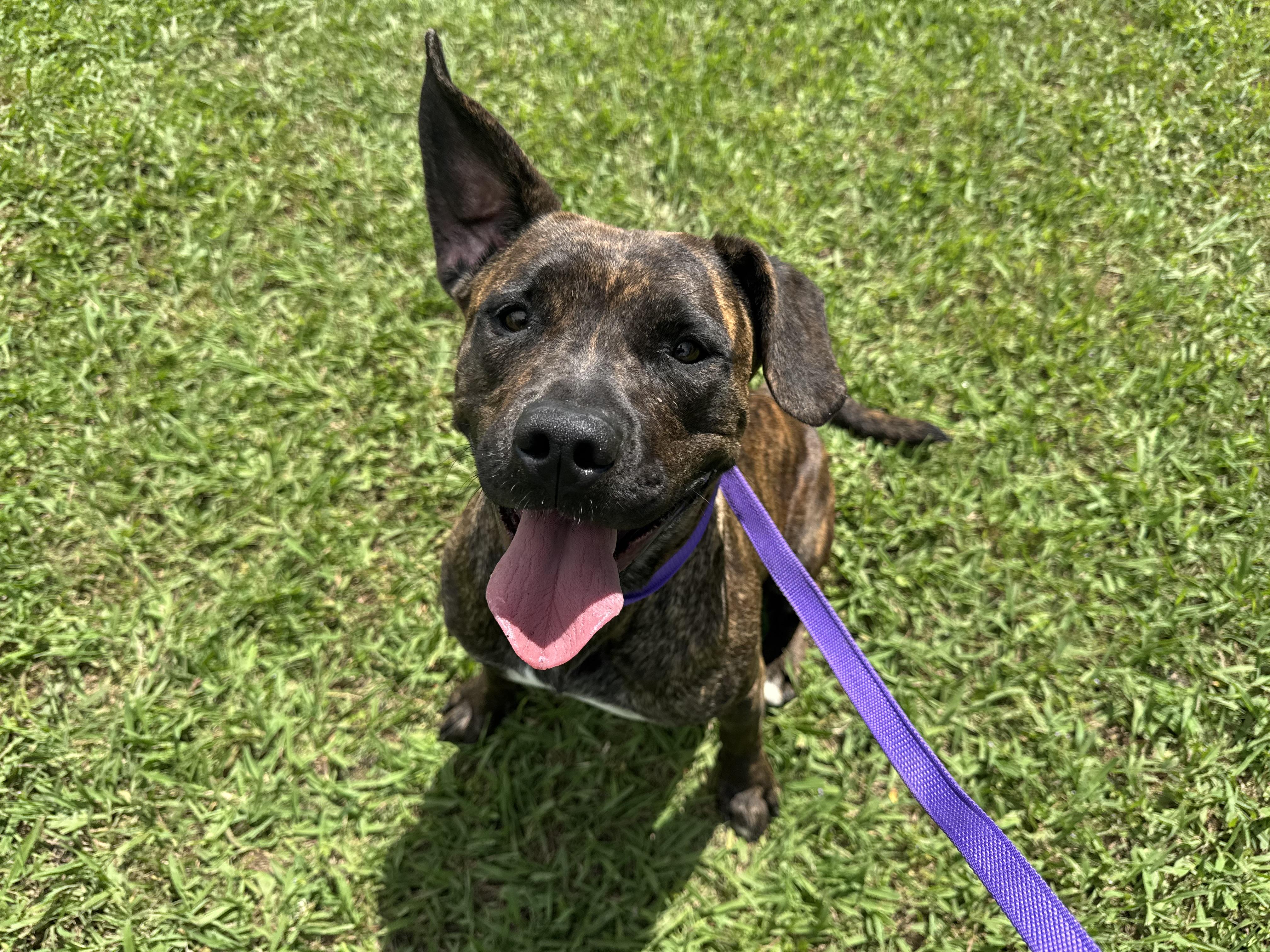 Katie, ADOPTABLE, Adult Female Presa Canario.