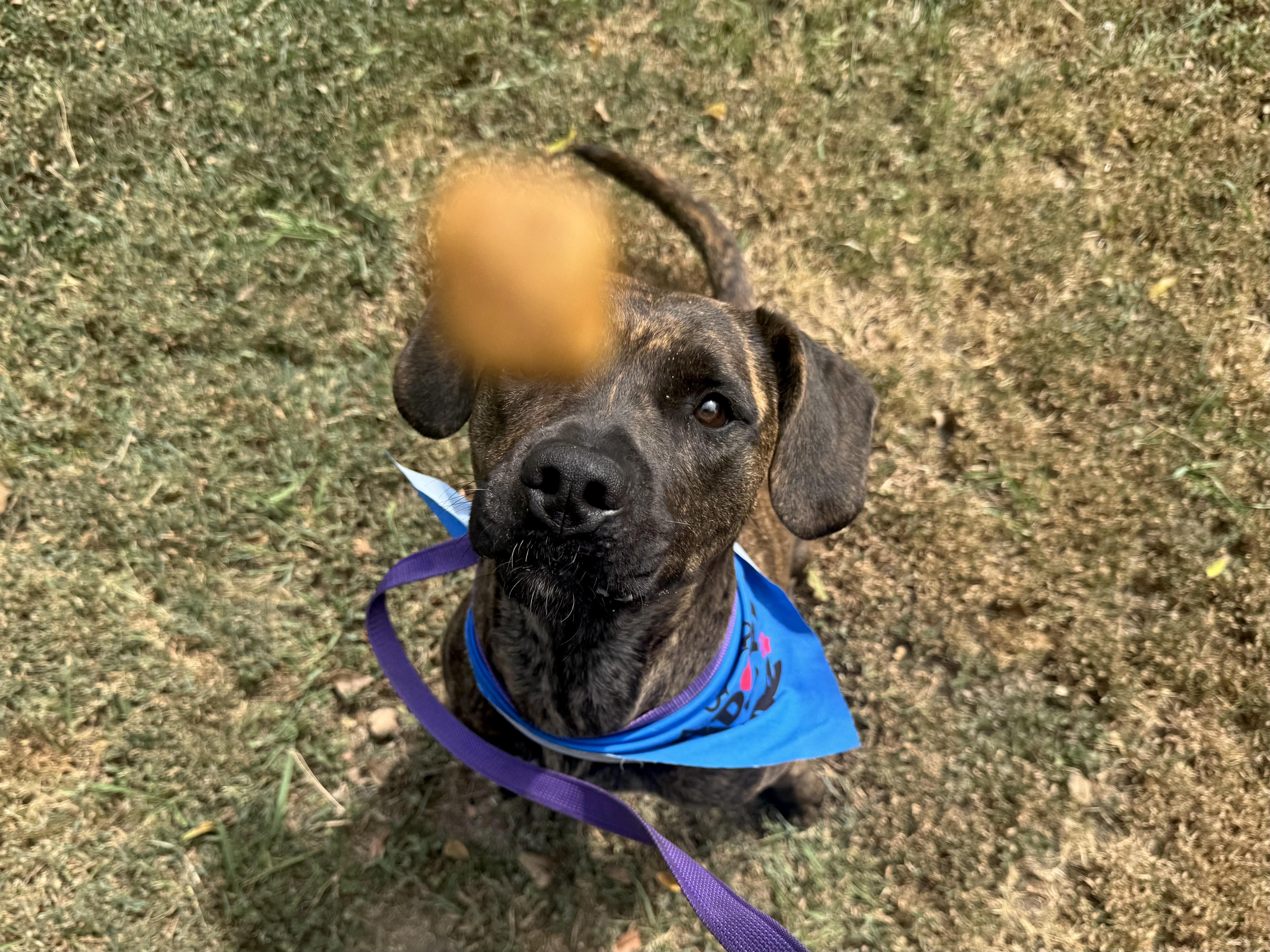 Enlarge Katie, an adoptable mixed breed in Sherman, TX image 4/6