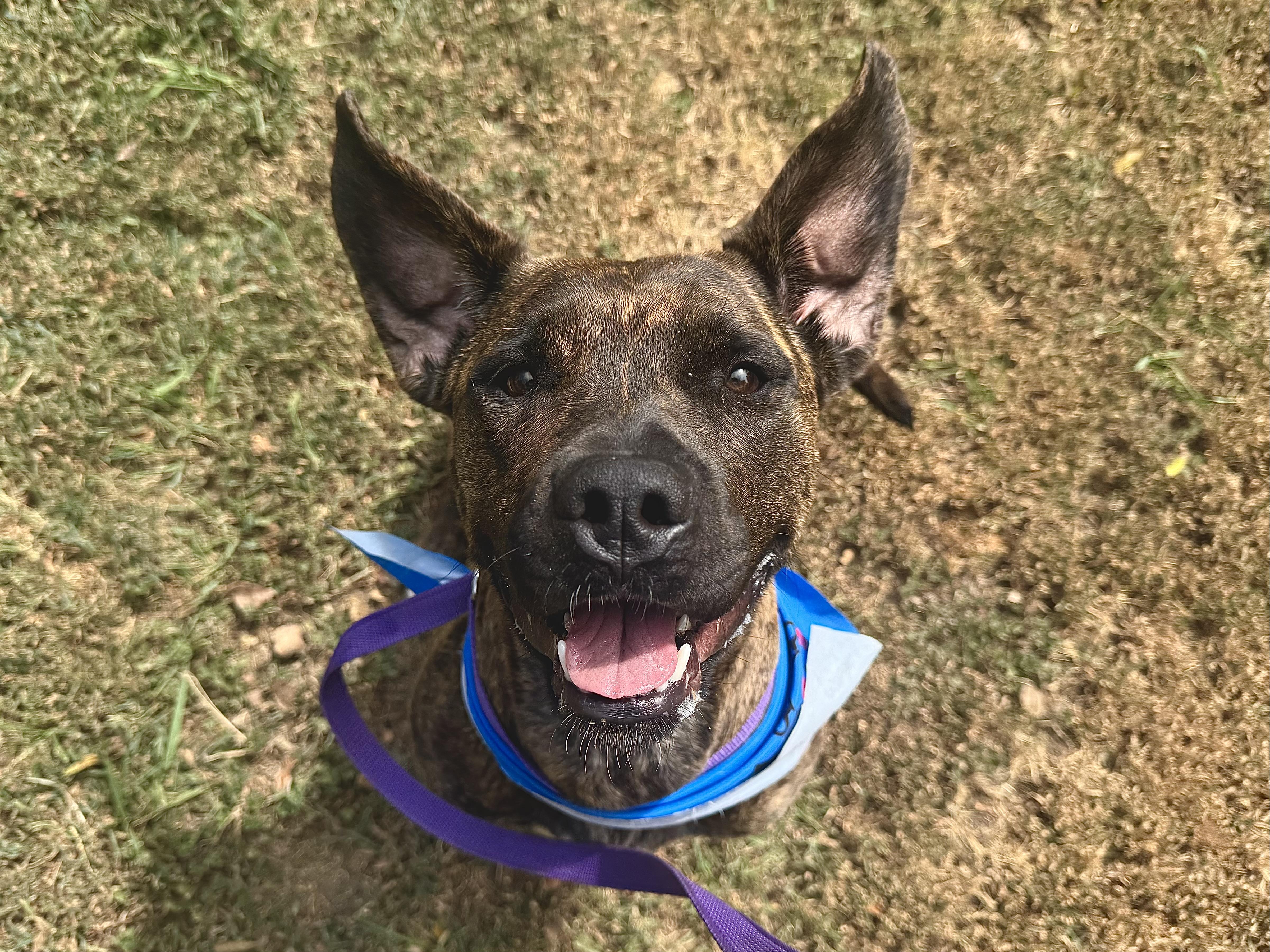 Enlarge Katie, an adoptable mixed breed in Sherman, TX image 1/6