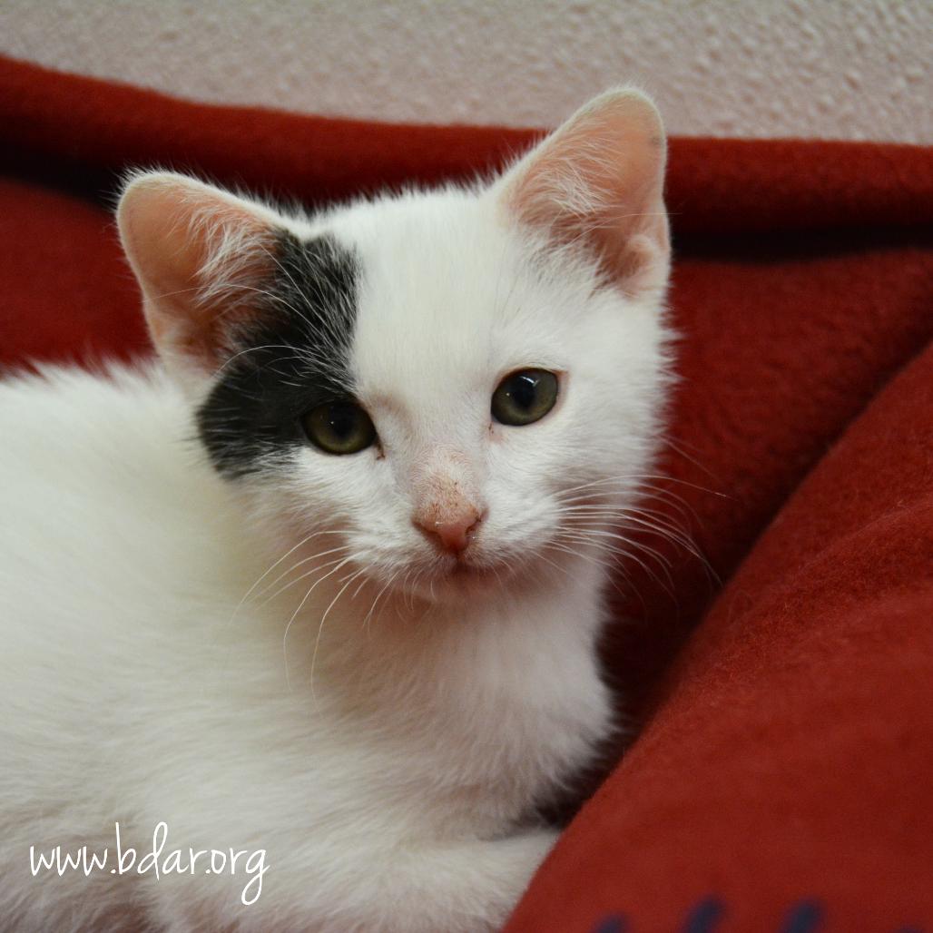 Blanco, Adoptable, Kitten Male Domestic Short Hair.