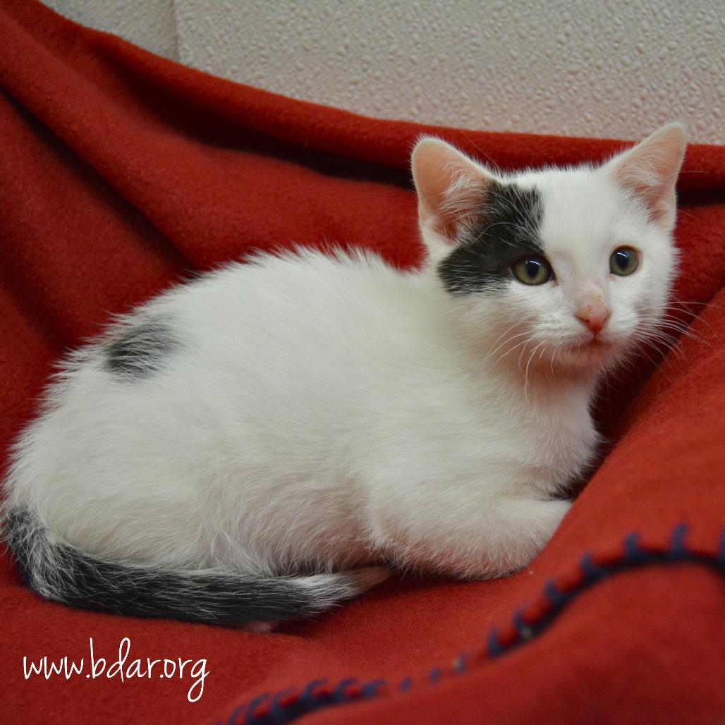 Enlarge Blanco, a Adoptable Domestic Short Hair in Cheyenne, WY image 2/2