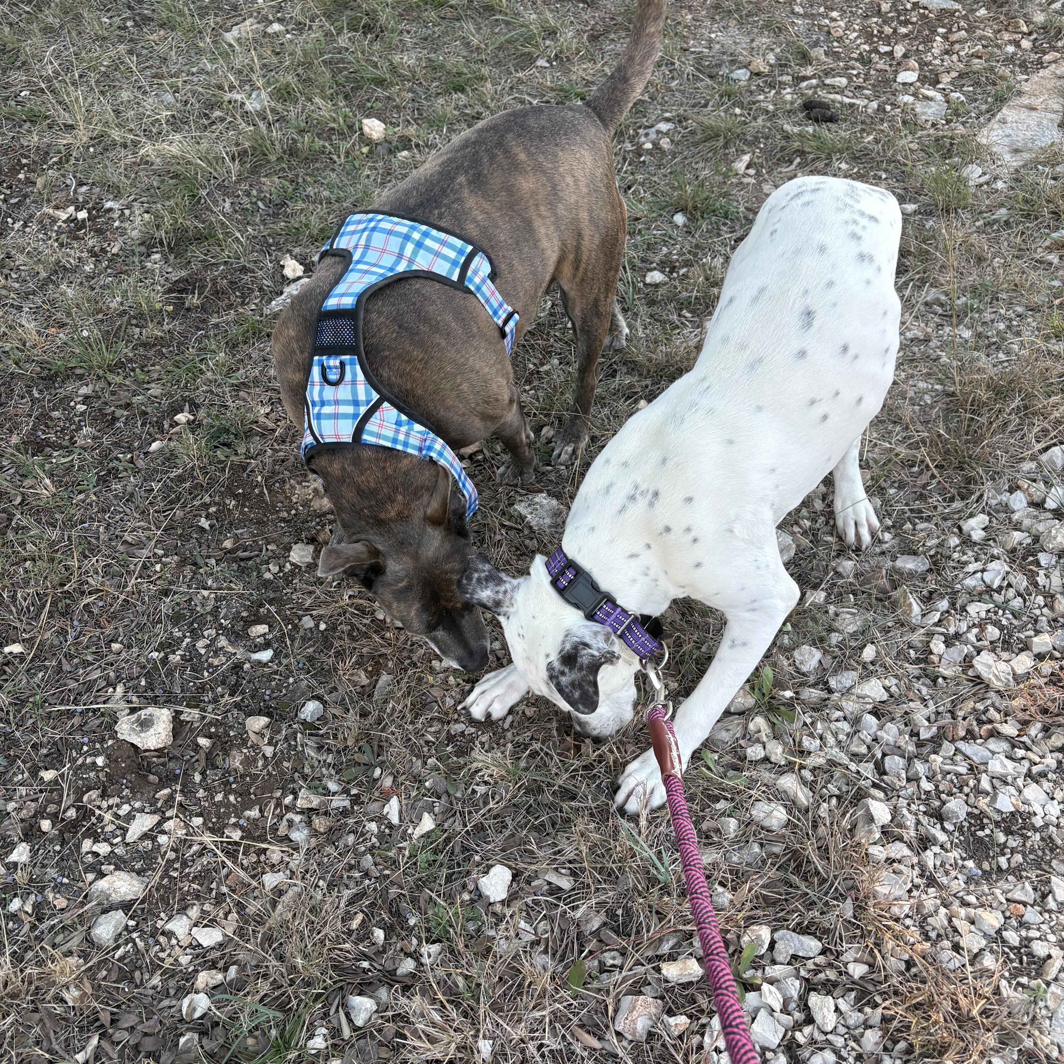 Enlarge Ramona, a Adoptable mixed breed in Austin , TX image 6/6