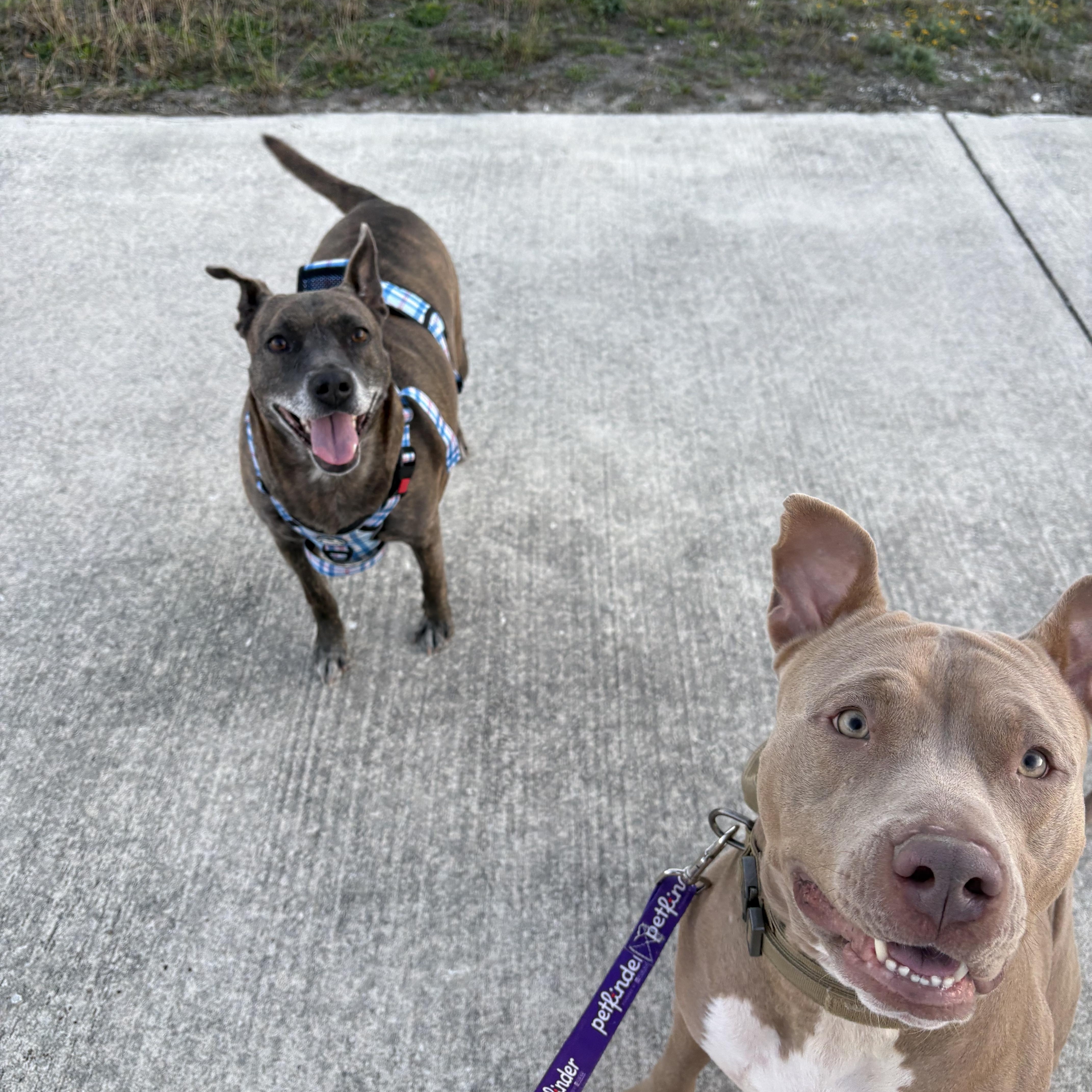 Enlarge Ramona, a Adoptable mixed breed in Austin , TX image 4/6