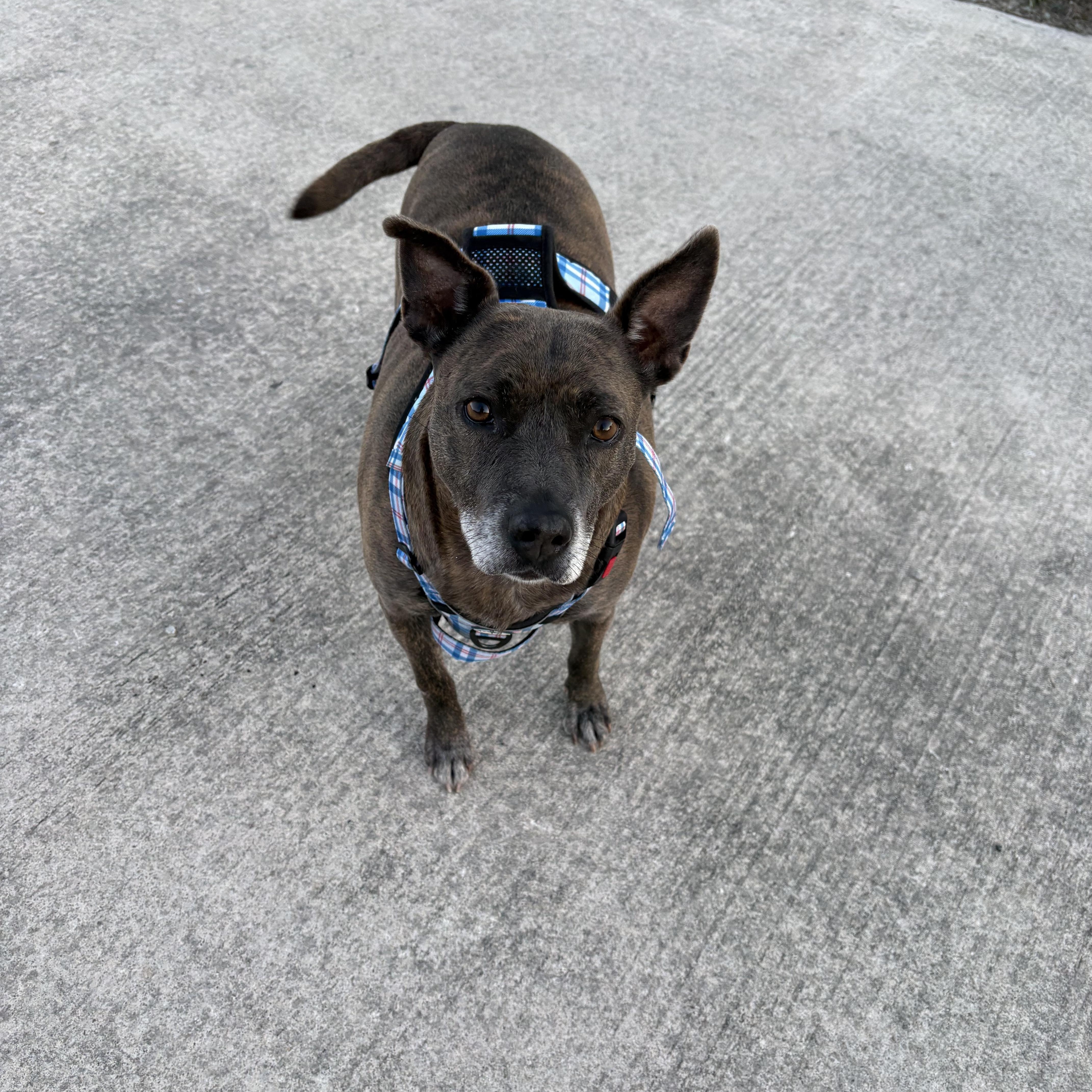 Enlarge Ramona, a Adoptable mixed breed in Austin , TX image 2/6