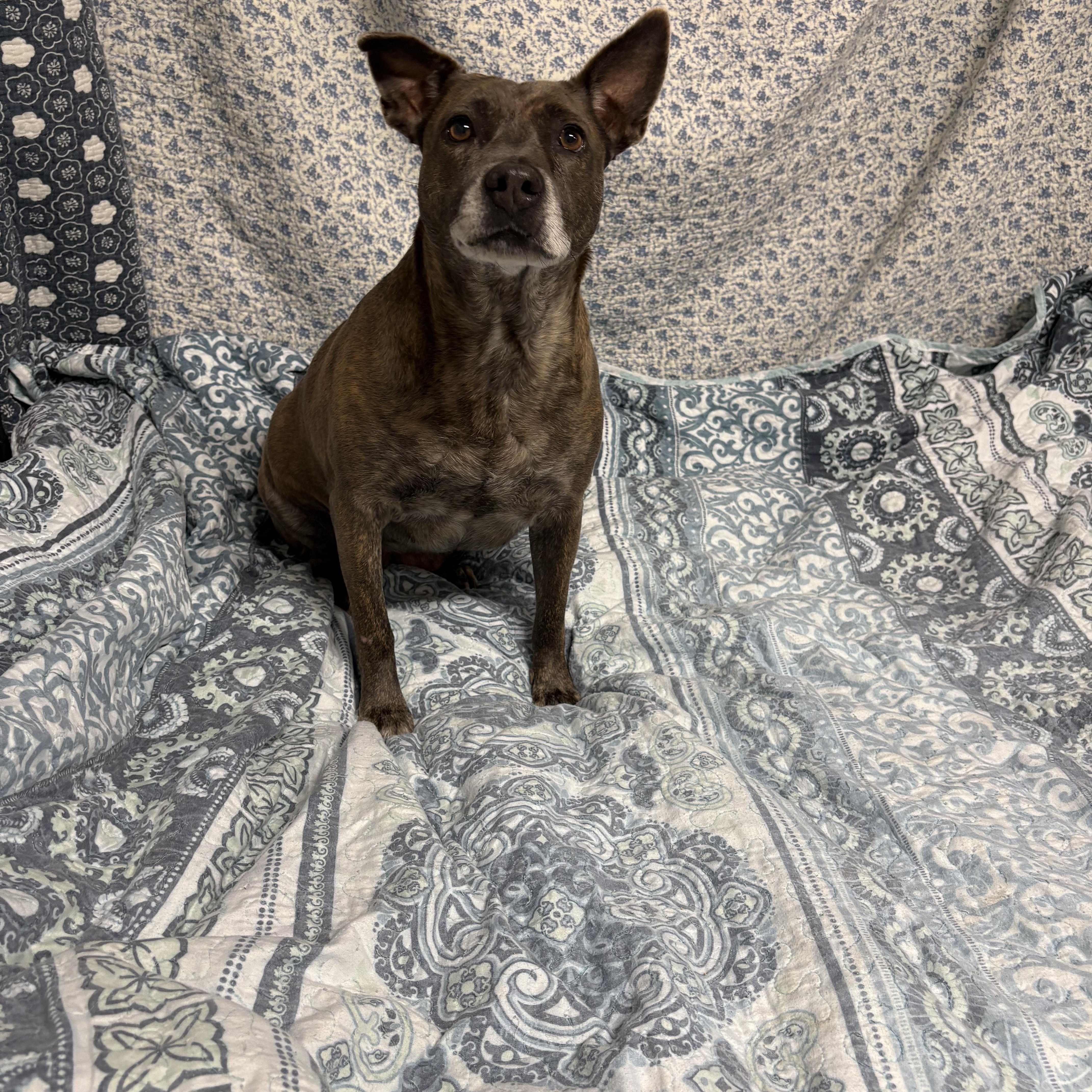 Enlarge Ramona, a Adoptable mixed breed in Austin , TX image 5/6