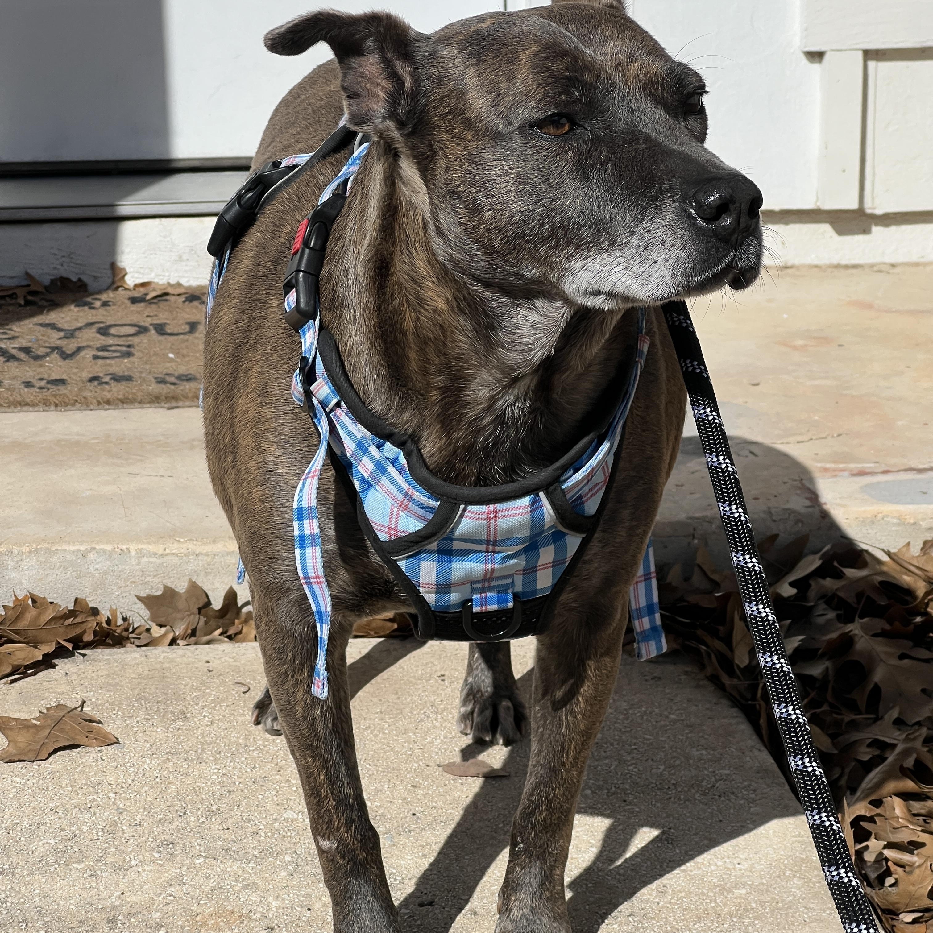 Ramona, Adoptable, Senior Female Terrier.
