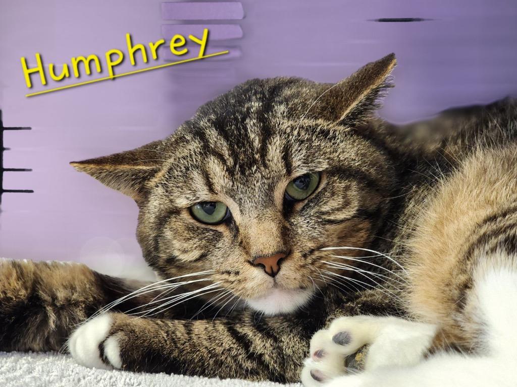 Enlarge Humphrey, a Adoptable mixed breed in Cambridge, MD image 3/4