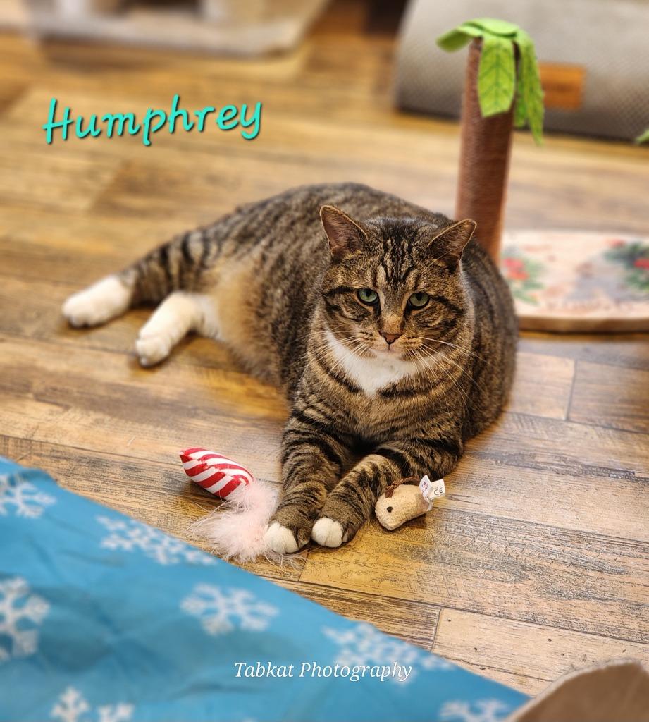 Enlarge Humphrey, a Adoptable mixed breed in Cambridge, MD image 3/4