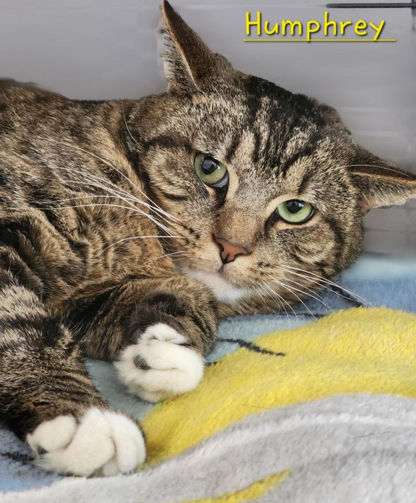 Enlarge Humphrey, a Adoptable mixed breed in Cambridge, MD image 4/4