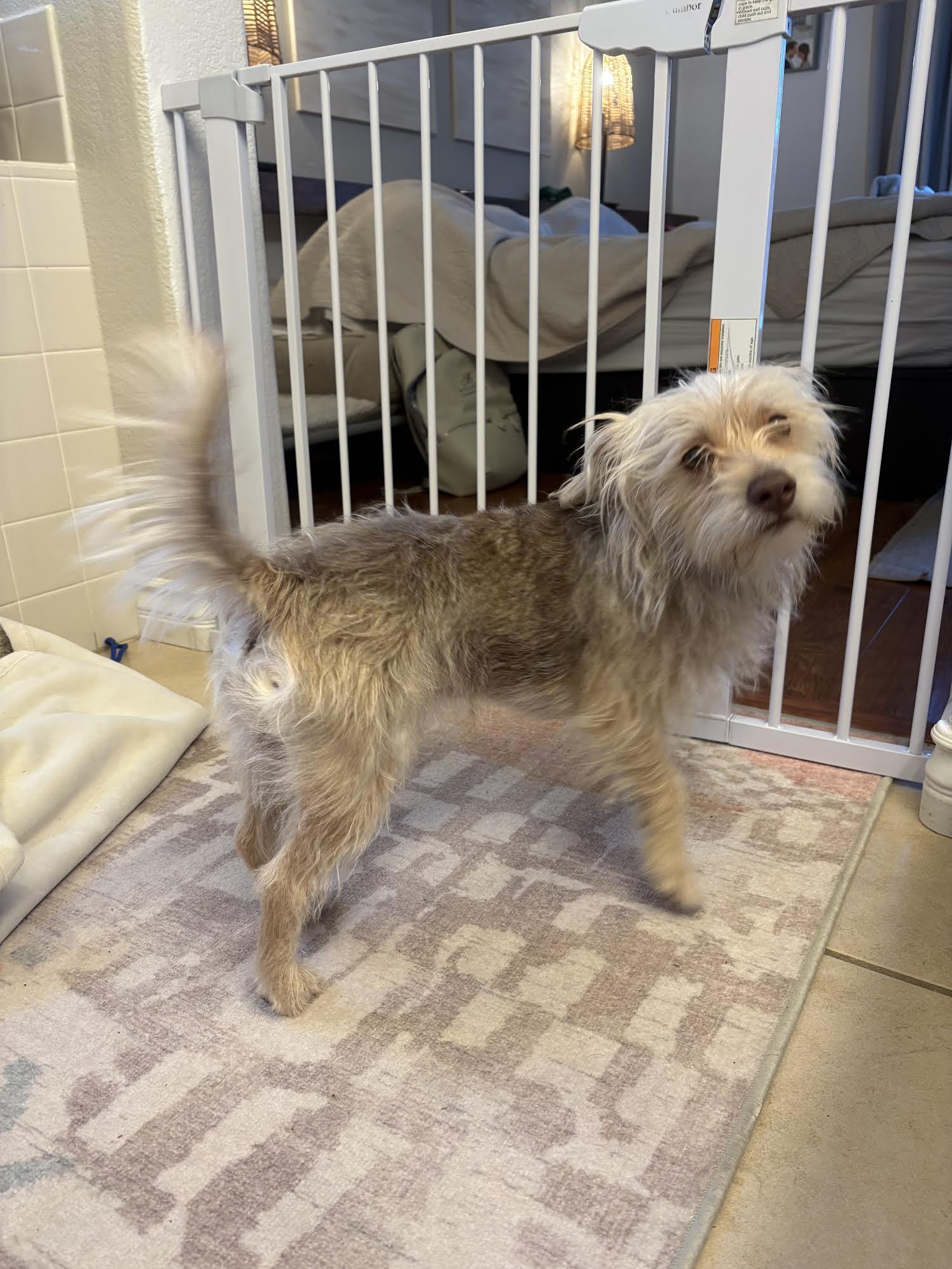 Ziggy, a ADOPTABLE Terrier in Las Vegas, NV image 2/2