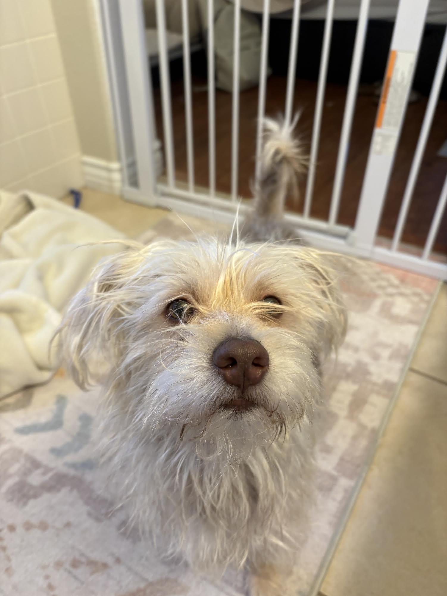 Ziggy, ADOPTABLE, Adult Male Terrier.