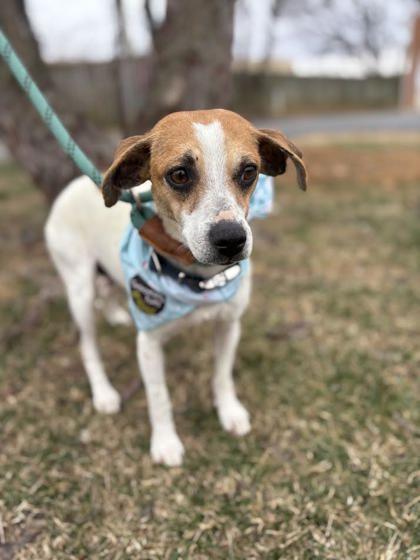 Enlarge Erin, a Adoptable mixed breed in Winchester, VA image 1/1
