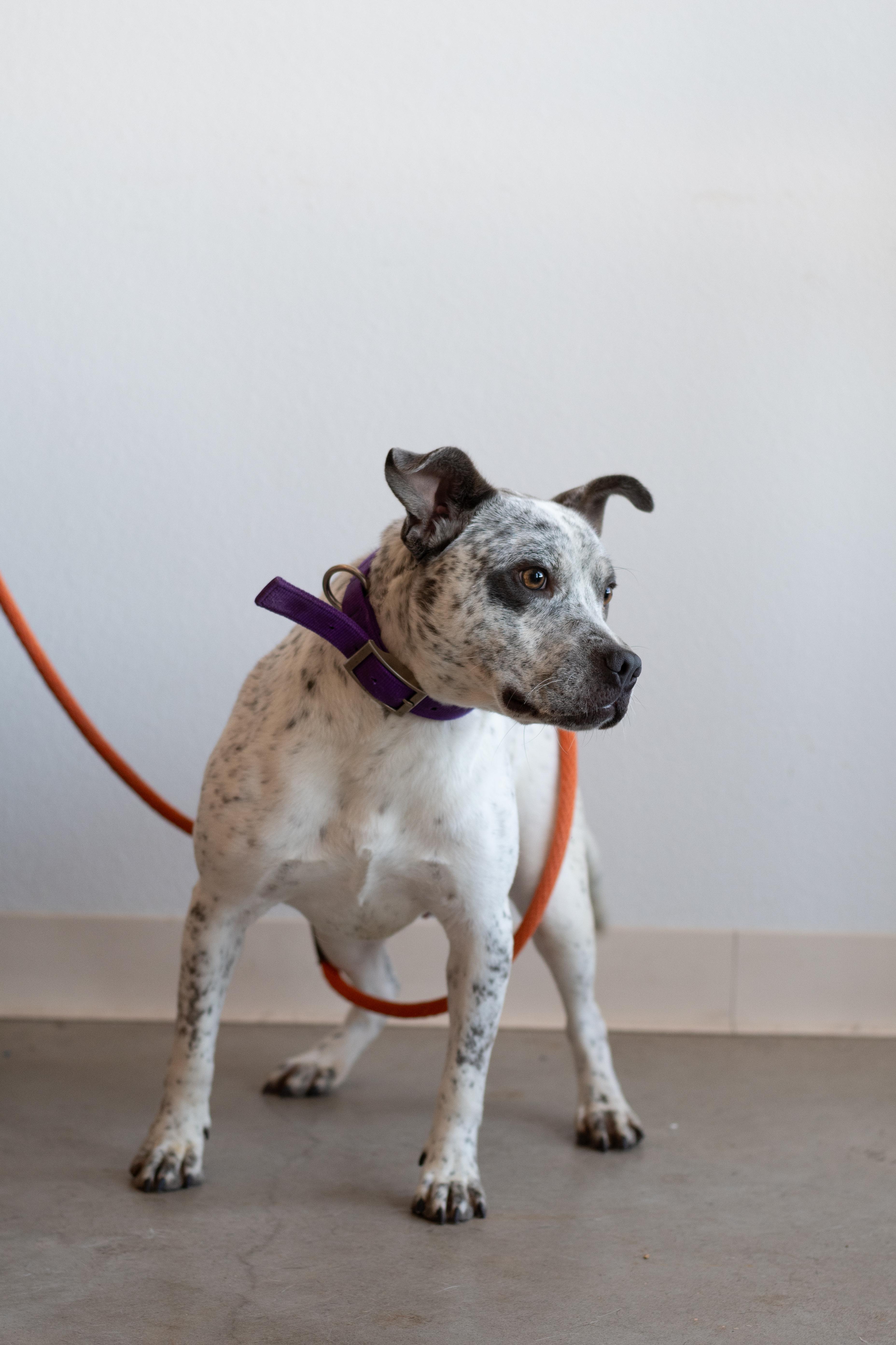 Dobby, Adoptable, Adult Male Australian Cattle Dog / Blue Heeler & Pit Bull Terrier.