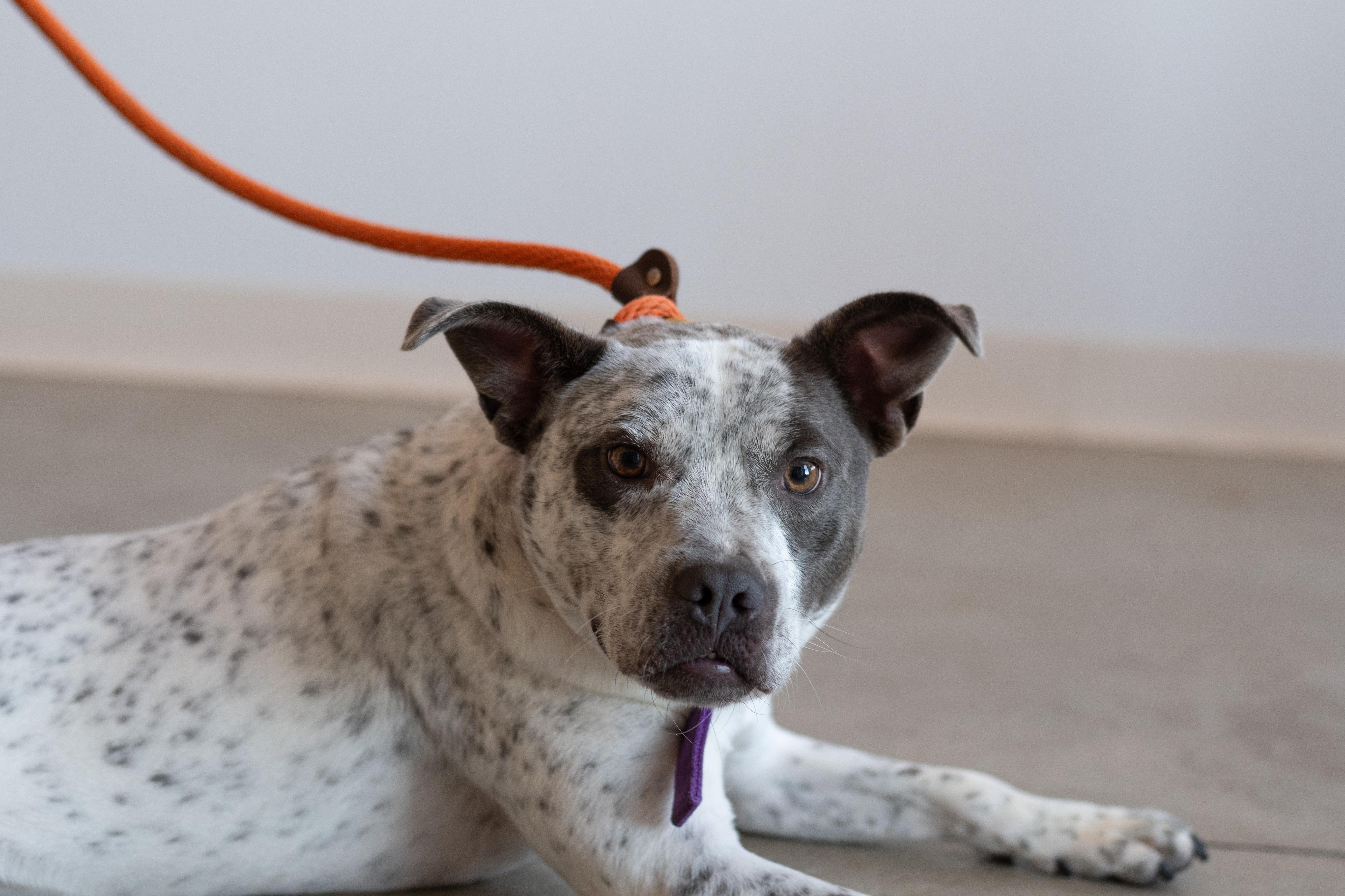 Enlarge Dobby, a Adoptable mixed breed in Sterling, CO image 2/2