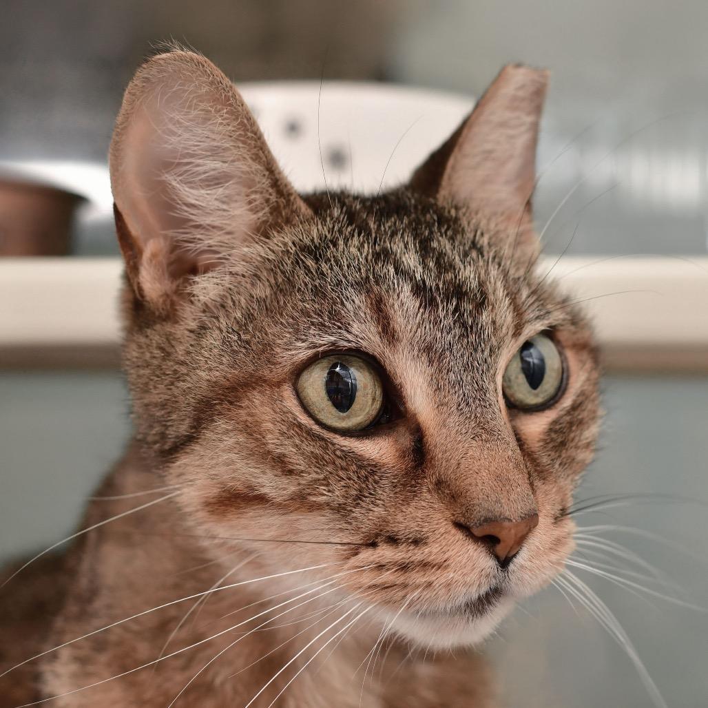 Nickel-as, Adoptable, Adult Male Domestic Short Hair.