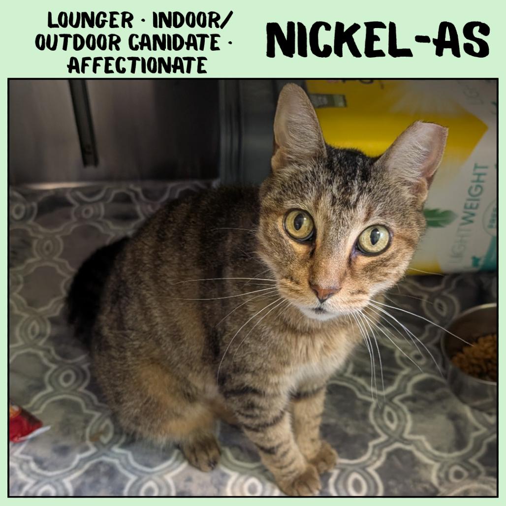 Enlarge Nickel-as, a Adoptable Domestic Short Hair in Ottawa, KS image 2/2