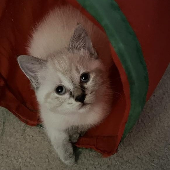 Winter - Silver's litter, Adoptable, Kitten Female Domestic Medium Hair.