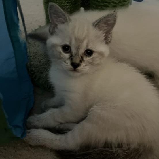Enlarge Winter - Silver's litter, a Adoptable Domestic Medium Hair in Caledon, ON image 2/3