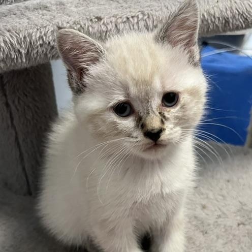 Enlarge Winter - Silver's litter, a Adoptable Domestic Medium Hair in Caledon, ON image 3/3