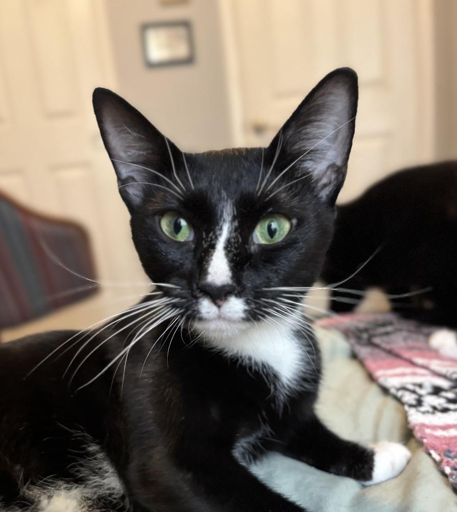 Sadie, Adoptable, Young Female Domestic Short Hair.