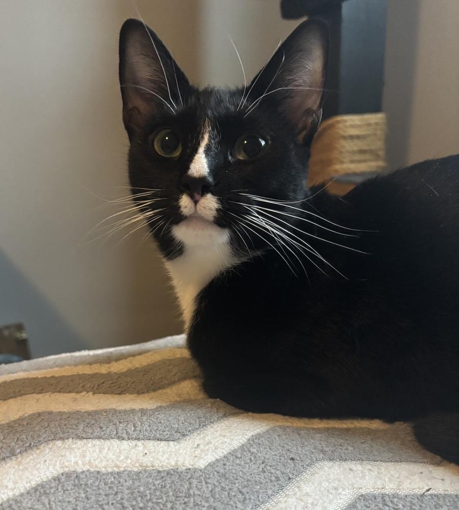 Enlarge Sadie, a Adoptable Domestic Short Hair in Springdale, PA image 2/4