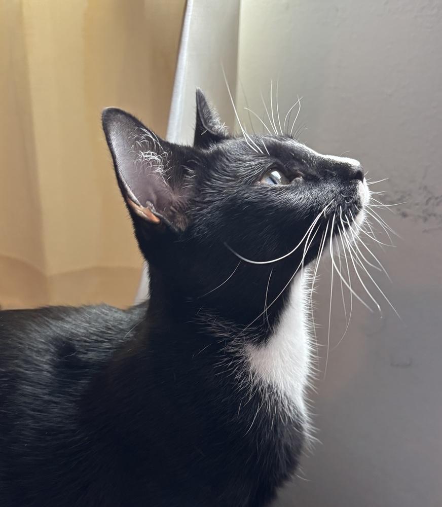 Enlarge Sadie, a Adoptable Domestic Short Hair in Springdale, PA image 3/4