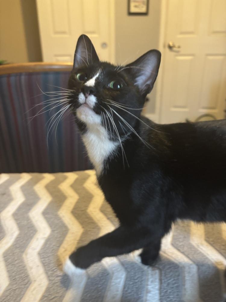 Enlarge Sadie, a Adoptable Domestic Short Hair in Springdale, PA image 4/4