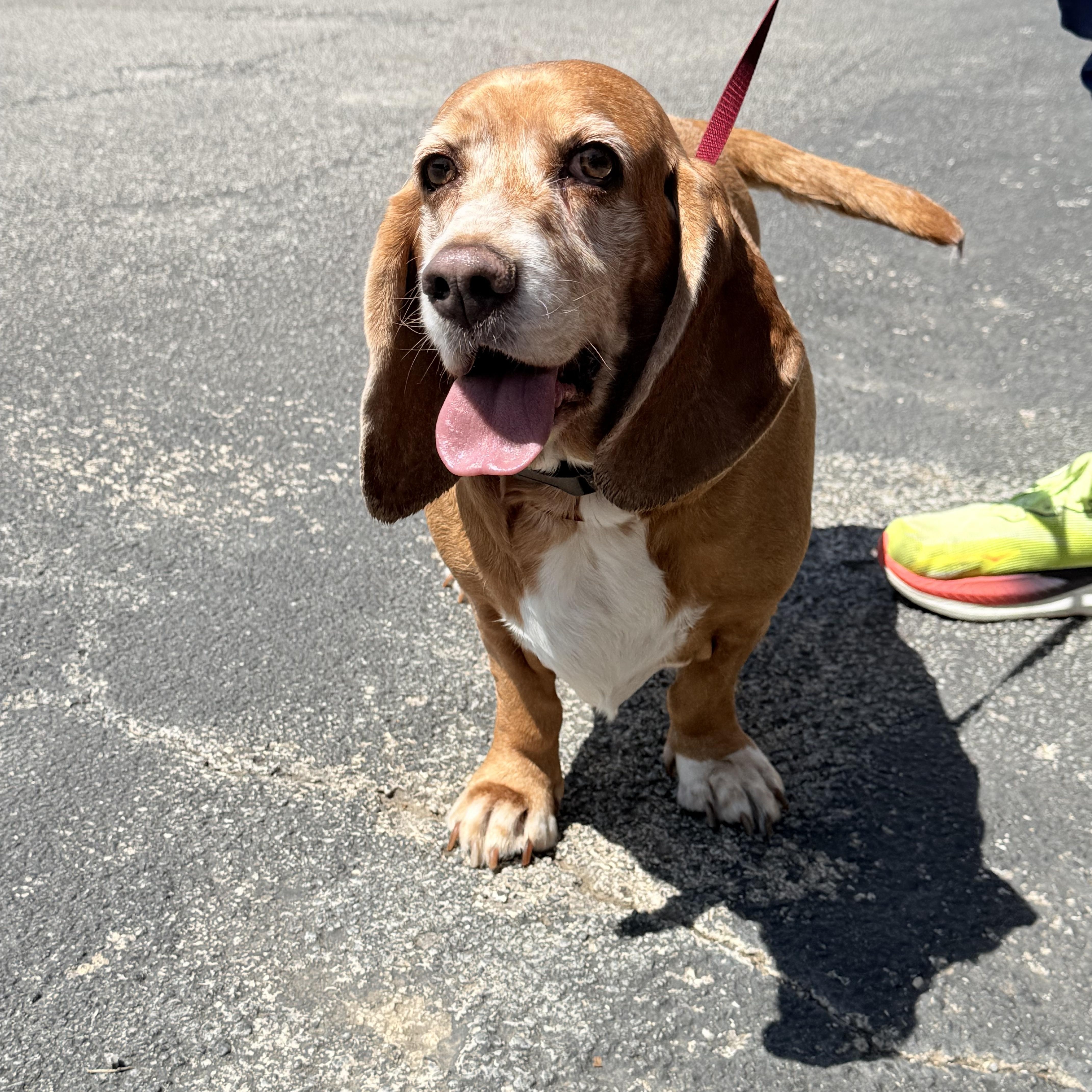 Enlarge Pippa, an adopted mixed breed in pittsburgh, PA image 2/3