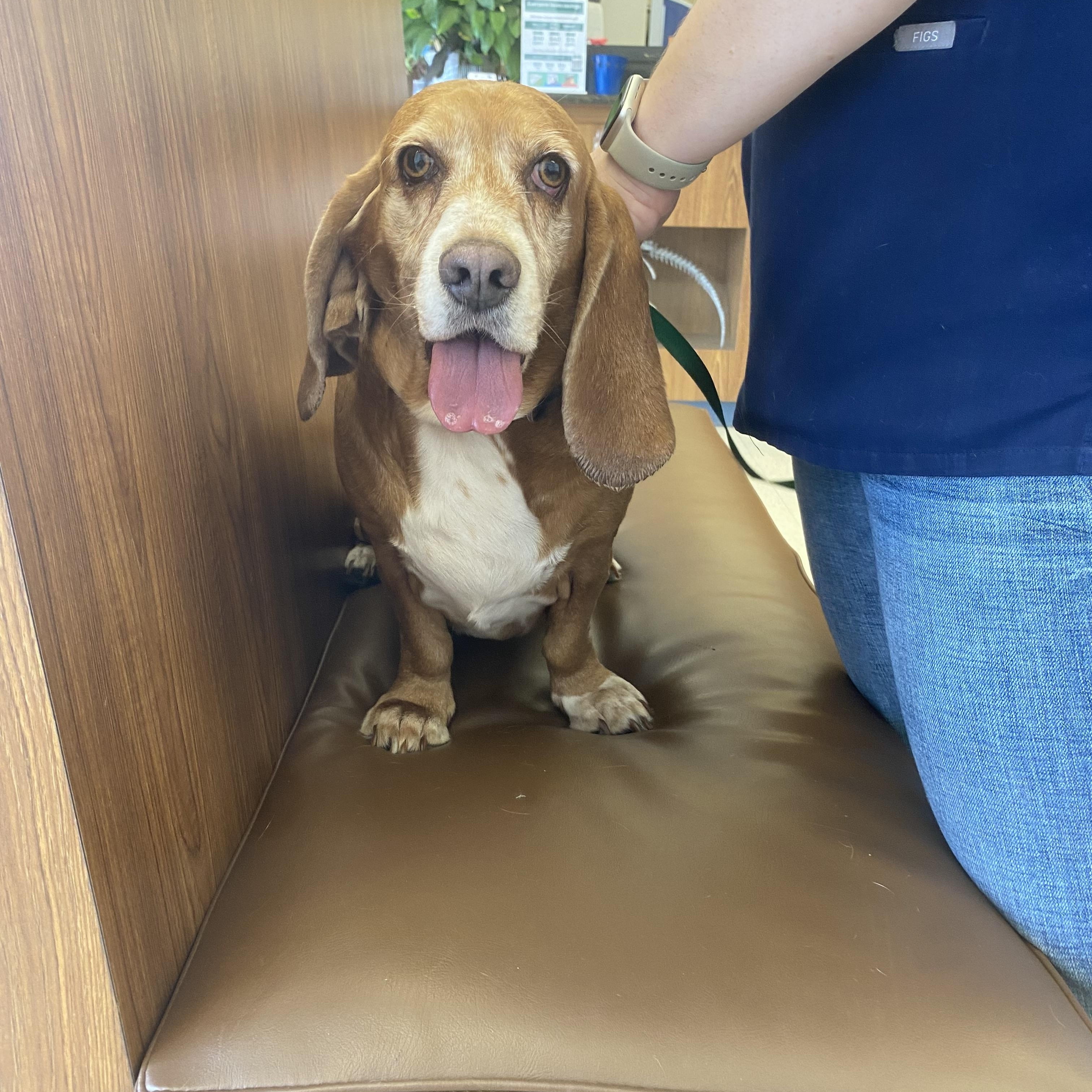 Enlarge Pippa, an adopted mixed breed in pittsburgh, PA image 3/3