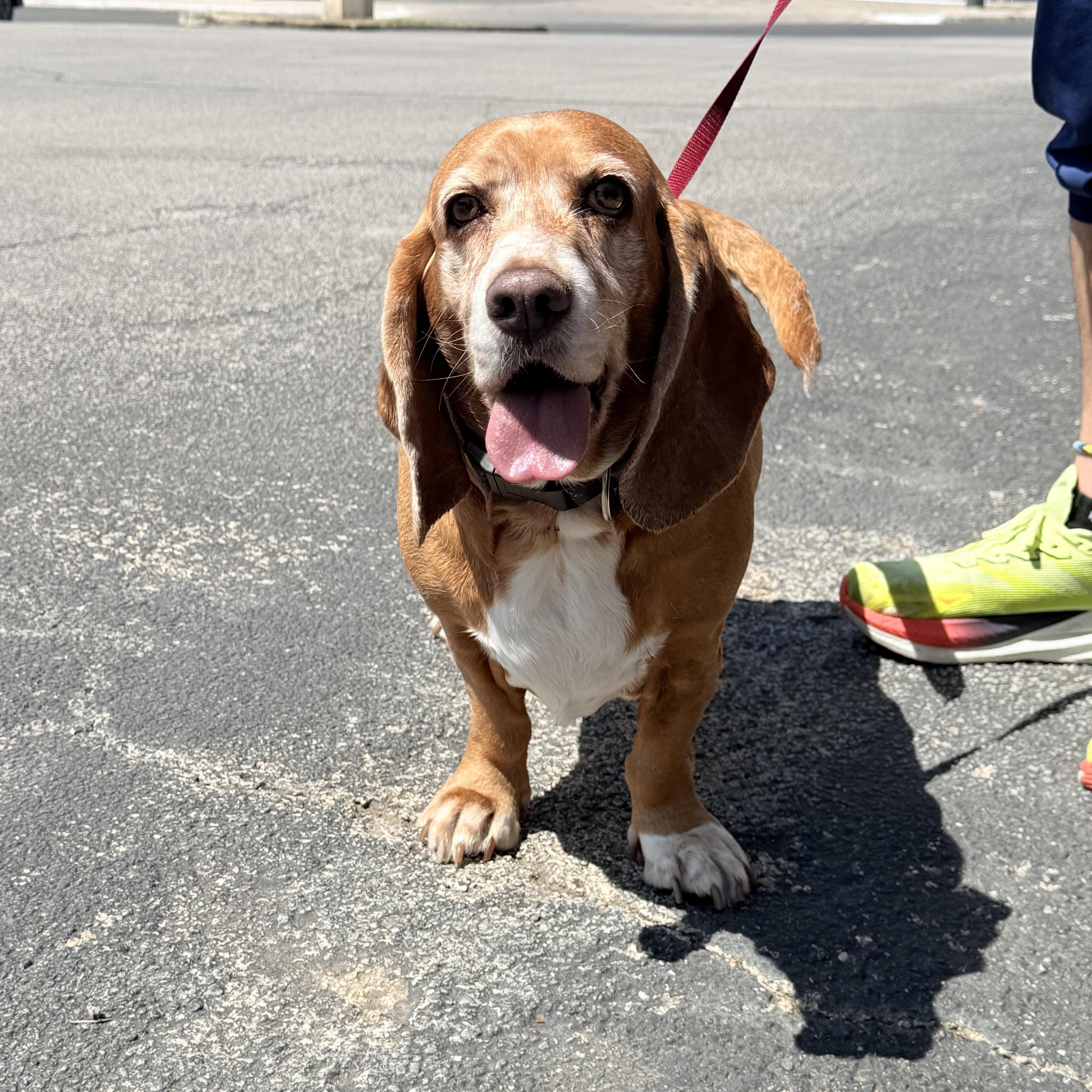 Pippa, adopted, Adult Female Basset Hound.