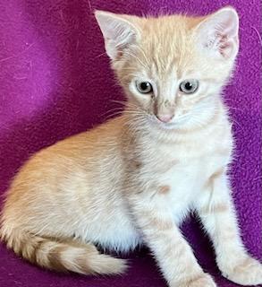 Enlarge Linguine, a Adoptable Domestic Short Hair in Dacula, GA image 1/2