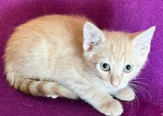 Enlarge Linguine, a Adoptable Domestic Short Hair in Dacula, GA image 2/2
