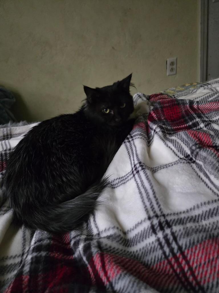 River, ADOPTABLE, Young Male Domestic Medium Hair.