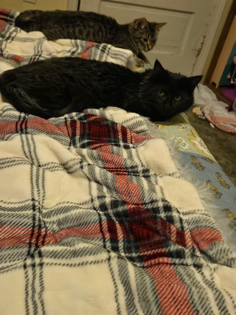 Enlarge River, a ADOPTABLE Domestic Medium Hair in Pocatello, ID image 2/4