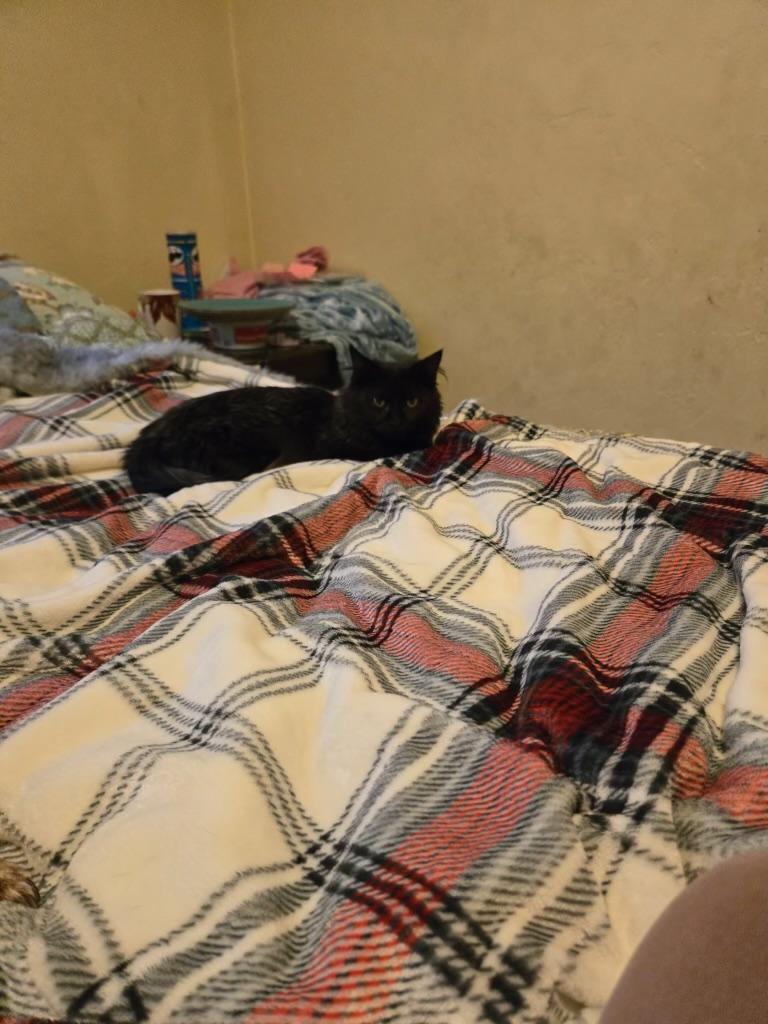 Enlarge River, a ADOPTABLE Domestic Medium Hair in Pocatello, ID image 3/4