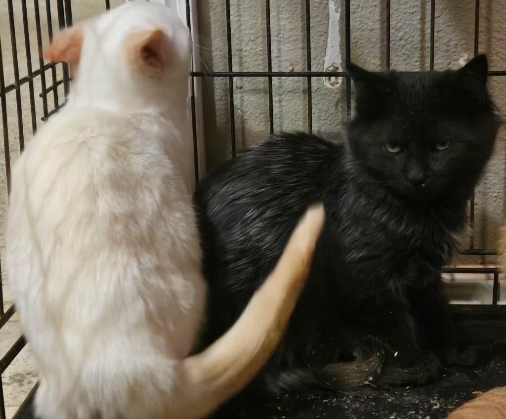 Enlarge River, a ADOPTABLE Domestic Medium Hair in Pocatello, ID image 4/4