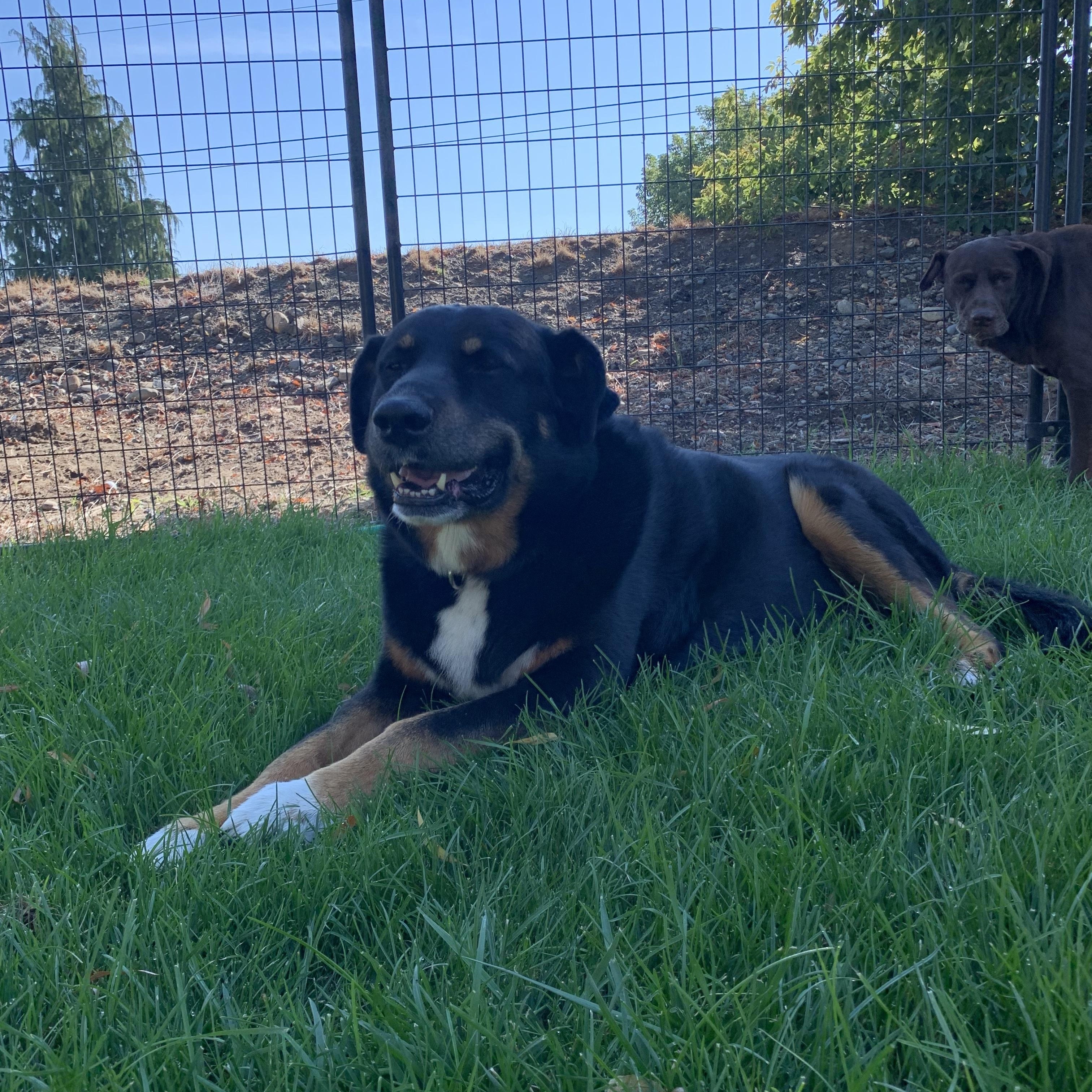 Enlarge Doogie, a Adopted mixed breed in Coeur dAlene, ID image 5/6