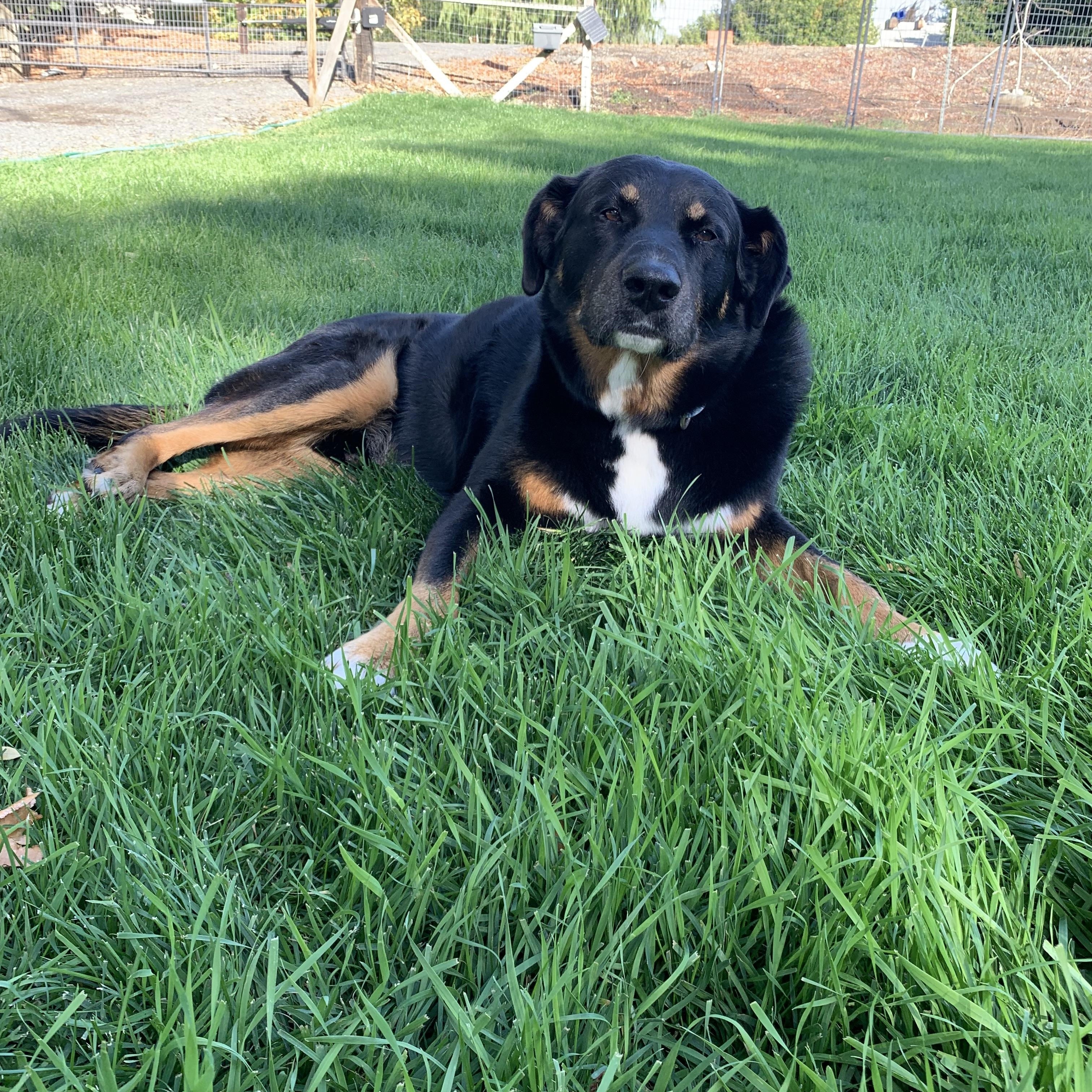 Enlarge Doogie, a Adopted mixed breed in Coeur dAlene, ID image 1/6