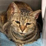 Lil Mama, ADOPTABLE, Adult Female Domestic Short Hair.