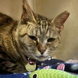 Enlarge Lil Mama, a ADOPTABLE Domestic Short Hair in Lansing, MI image 2/2