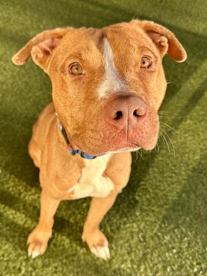 Enlarge Red, a Adoptable mixed breed in Wichita, KS image 1/3